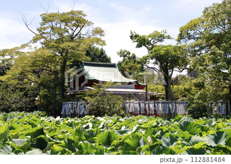 鶴岡八幡宮　源氏池と旗上弁財天社 112881484