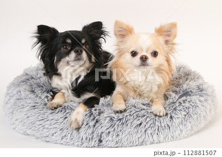 ふかふかベッドで寝る2頭のチワワ ふかふかベッドで寝る2頭のチワワ 112881507