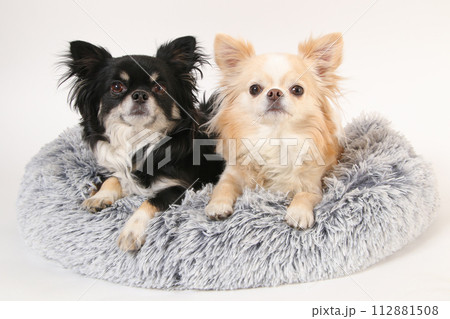 ふかふかベッドで寝る2頭のチワワ 112881508