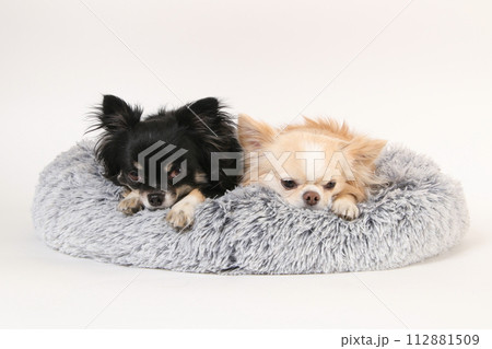 ふかふかベッドで寝る2頭のチワワ 112881509
