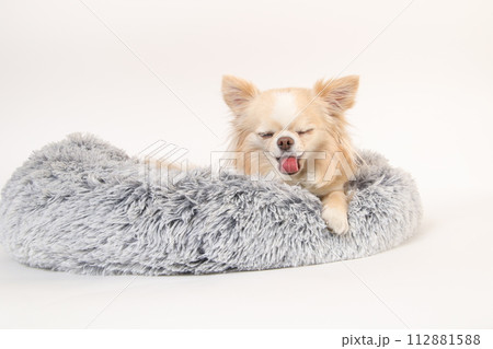 ふかふかのベッドで寝ているチワワ 112881588