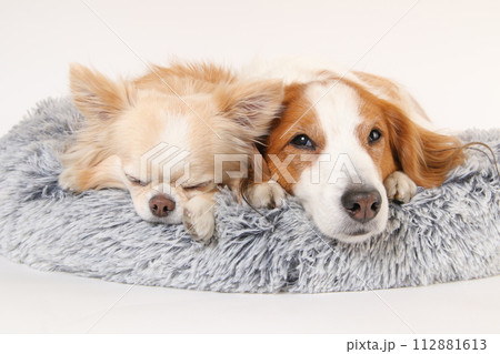 ふかふかのベッドで寝ている2頭の犬 ふかふかのベッドで寝ている2頭の犬 112881613