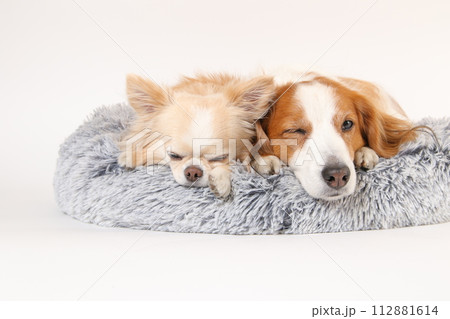 ふかふかのベッドで寝ている2頭の犬 ふかふかのベッドで寝ている2頭の犬 112881614