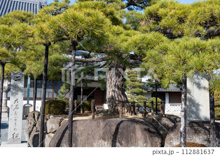 赤穂市にある浅野家菩提寺・花岳寺にある二代目大石なごりの松 赤穂市にある浅野家菩提寺・花岳寺にある二代目大石なごりの松 112881637