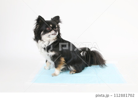 トイレシーツの上に座るチワワ 112881702