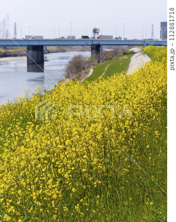 大和川の堤防沿いに咲く菜の花 112881718