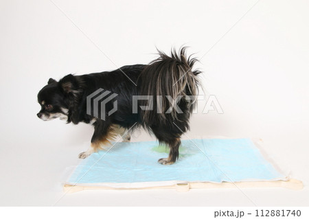 トイレシーツで排泄をするチワワの様子 112881740