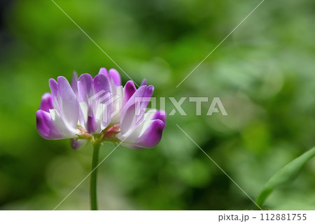 レンゲの花 112881755