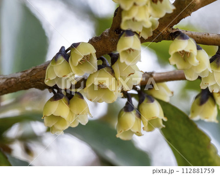 ヒサカキの白い花 112881759