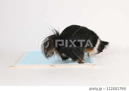 トイレシーツの上で排泄をするチワワの様子 112881769