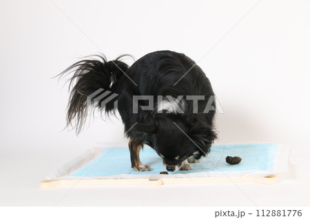 トイレシーツの上で排泄をするチワワの様子 112881776