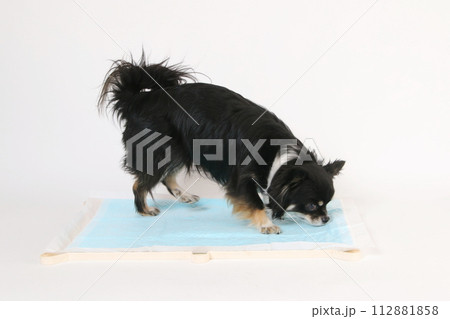 トイレ前、トイレシーツの匂いを嗅ぐチワワの様子 112881858