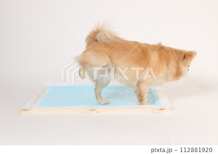 トイレシーツの上で足を上げて排泄をするチワワ トイレシーツの上で足を上げて排泄をするチワワ 112881920