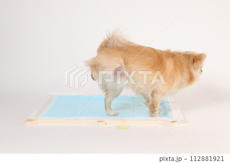 トイレシーツの上で足を上げて排泄をするチワワ 112881921