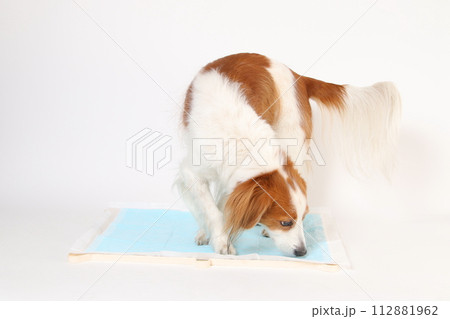 トイレ前、トイレシーツの匂いを嗅ぐコーイケルホンディエの様子 トイレ前、トイレシーツの匂いを嗅ぐコーイケルホンディエの様子 112881962