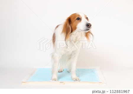 トイレシーツの上で飼い主の合図を待つコーイケルホンディエ 112881967