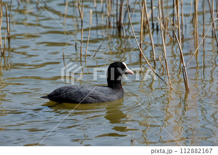 クイナ科の模式種オオバン 112882167