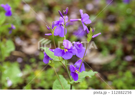 菜の花の仲間、オオアラセイトウ(大紫羅欄花) 菜の花の仲間、オオアラセイトウ(大紫羅欄花) 112882256
