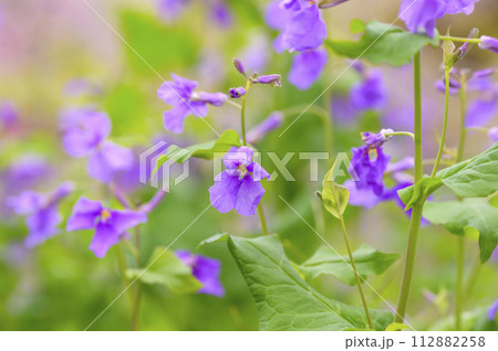 菜の花の仲間、オオアラセイトウ(大紫羅欄花) 菜の花の仲間、オオアラセイトウ(大紫羅欄花) 112882258