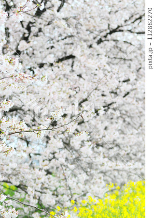 桜の花が満開 深谷市パティオ 桜の花が満開 深谷市パティオ 112882270