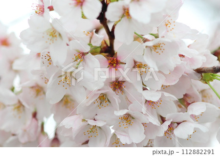 桜の花が満開 深谷市パティオ 桜の花が満開 深谷市パティオ 112882291