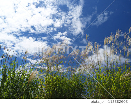 初秋の青空に太陽で輝くススキが風に吹かれて印象的で綺麗だ。 112882608