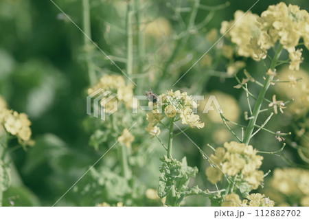 菜の花 菜の花 112882702