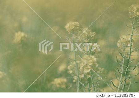 菜の花 112882707