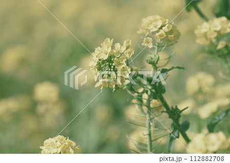 菜の花 112882708