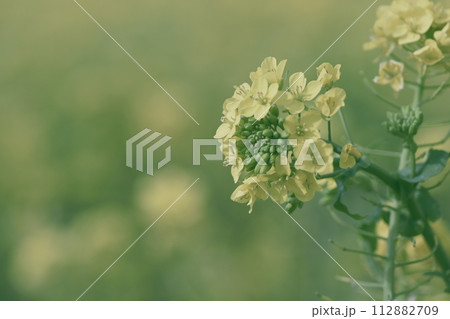 菜の花 112882709