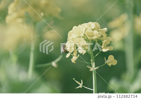 菜の花 112882714