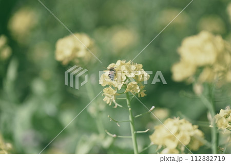 菜の花 112882719