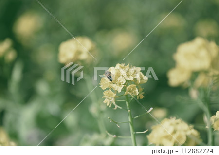 菜の花 112882724