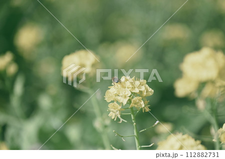 菜の花 112882731