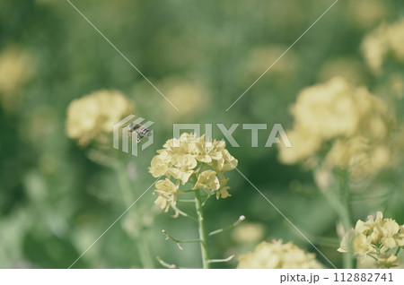 菜の花 112882741