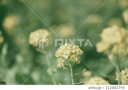菜の花 112882743