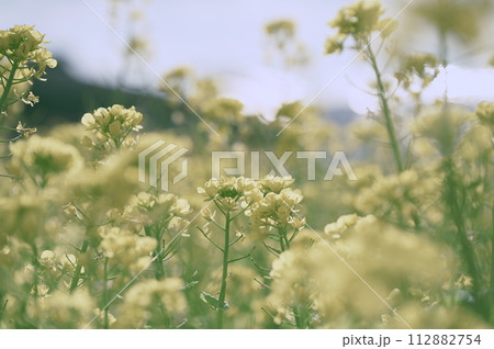 菜の花 112882754