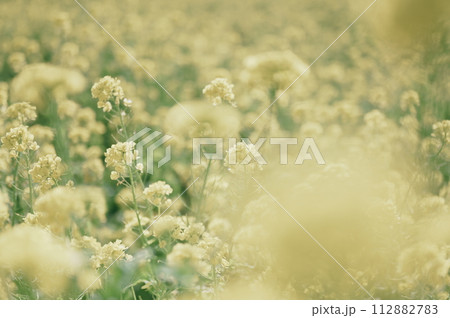 菜の花 112882783