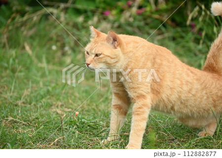 猫14 112882877
