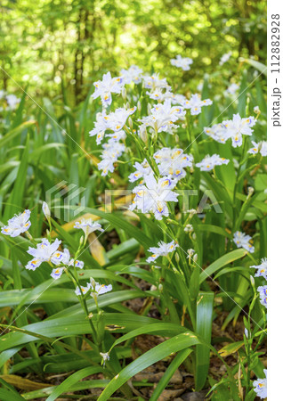 山道に咲くシャガ（射干、著莪） 112882928