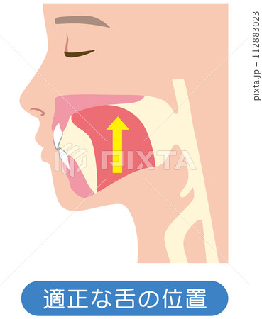 正しい舌の位置 ミューイング 正しい舌の位置 ミューイング 112883023