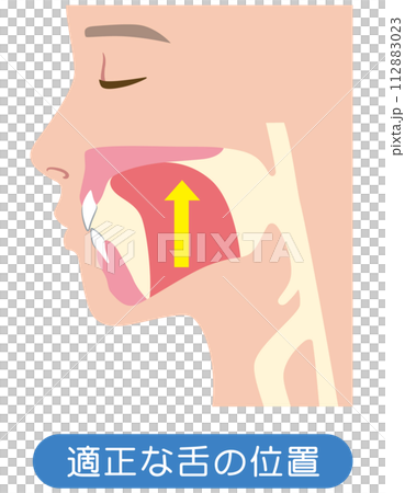 正しい舌の位置 ミューイング 正しい舌の位置 ミューイング 112883023