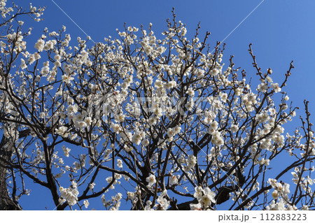 白い梅の花 白い梅の花 112883223