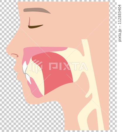 正しい舌の位置　ミューイング 112883404