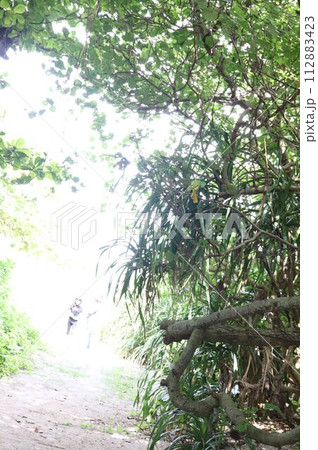 木漏れ日が差し込む森の小道 木漏れ日が差し込む森の小道 112883423