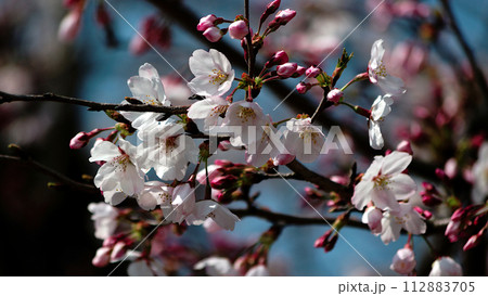 咲き始めた桜 112883705