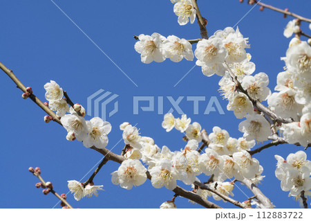 白い梅の花 白い梅の花 112883722