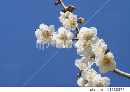 白い梅の花 白い梅の花 112883724
