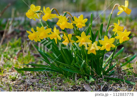 球根植物 ヒガンバナ科キズイセン黄花筒状花 球根植物 ヒガンバナ科キズイセン黄花筒状花 112883778