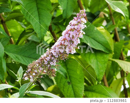 フサフジウツギの紫色の花 フサフジウツギの紫色の花 112883981